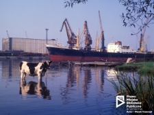 Port kontenerowy na Ostrowie Grabowskim