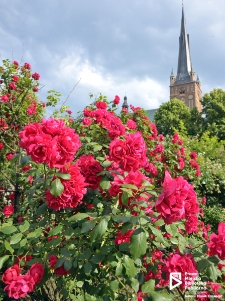 Kwiaty przed Bazyliką św. Jana, Szczecin '11