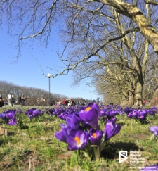 Krokusy na Jasnych Błoniach, Szczecin '14