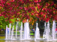 Jasne Błonia wiosną, Szczecin '19