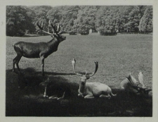 Ostseebad Putbus, Im Tierpark